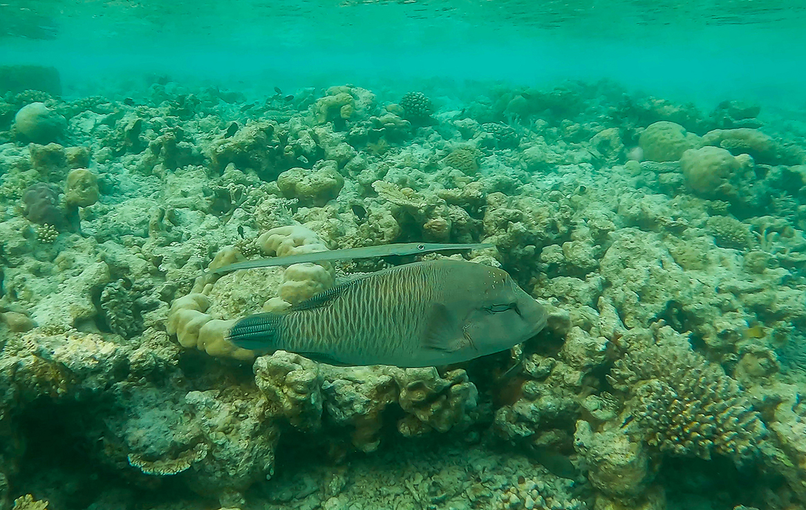 Napoleon-Lippfisch