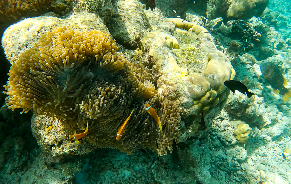 Anemonenfische