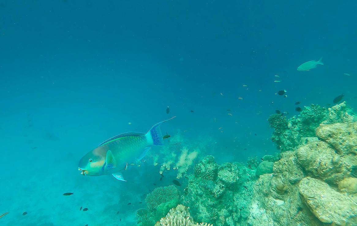 Papageifisch
