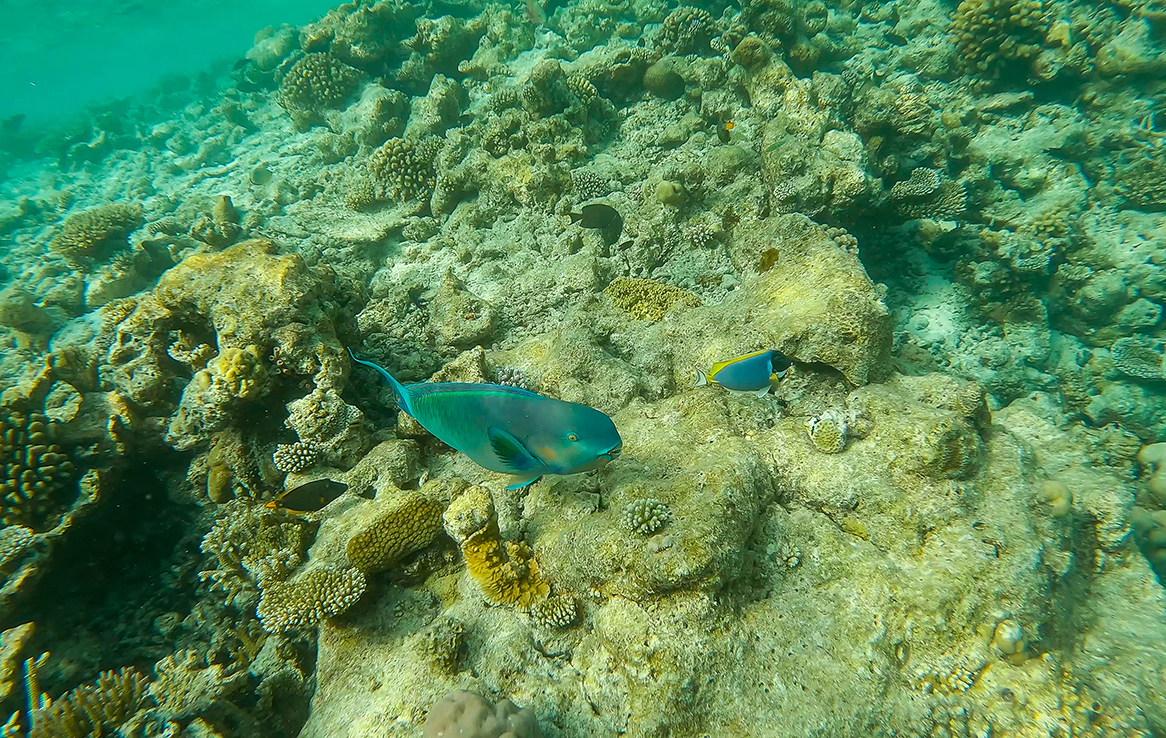 Papageifisch
