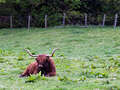 "Fluffy Coo" (Schottisches Hochlandrind)