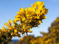 Stechginster