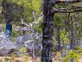 Landschaft beim RSPB Loch Garten Nature Centre