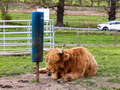 Highland Coo