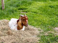 Burenziege (Boer goat)