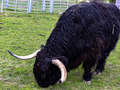 Highland Coo