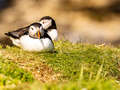 Puffins