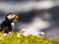 Puffin