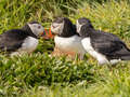 Puffins