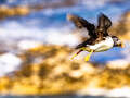 Puffin