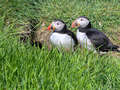 Puffins