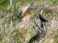 Wiesenpieper