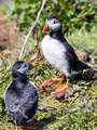 Puffins