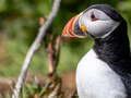 Puffin