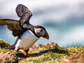 Puffin