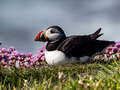 Puffin