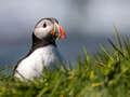 Puffin