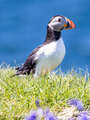Puffin
