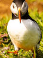 Puffin