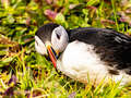 Puffin