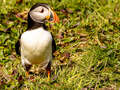 Puffin