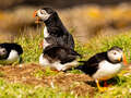 Puffins