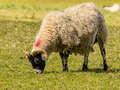 Schottisches Blackface-Schaf (Scottish Blackface)