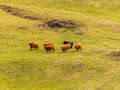 Highland Coos