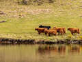 Highland Coos
