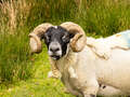 Blackface-Widder