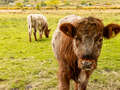 Shorthorn-Rinder (Shorthorn Beef)