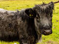 Shorthorn-Rinder (Shorthorn Beef)
