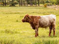 Shorthorn-Rind (Shorthorn Beef)