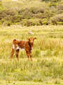 Shorthorn-Kalb (Shorthorn Beef)
