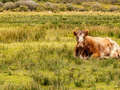 Shorthorn-Kuh (Shorthorn Beef)