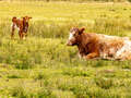 Shorthorn-Kuh mit Kalb (Shorthorn Beef)